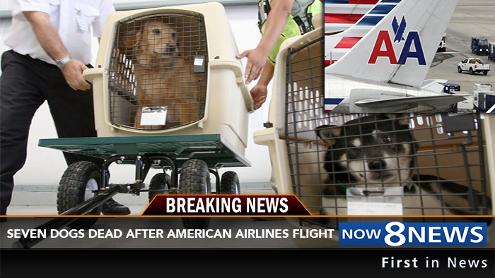 american airlines air cargo pets